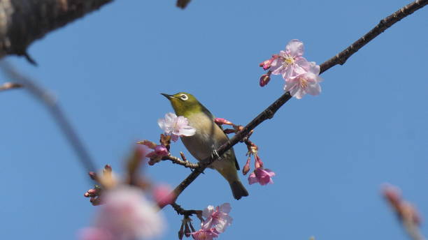 istock White-eye birds and cherry blossom 1301027478