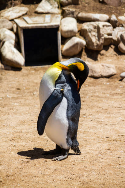 in einer zucht- und erholungsstation im südatlantik, könig pinguin, aptenodytes patagonicus. - antarctica penguin ice emperor stock-fotos und bilder