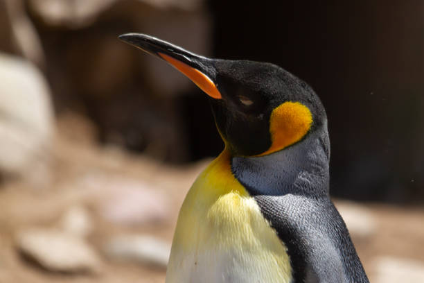 porträt eines königspinguins, aptenodytes patagonicus, in einer zucht- und erholungsstation im südatlantik. - antarctica penguin ice emperor stock-fotos und bilder