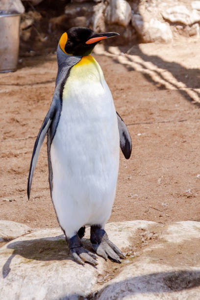 in einer zucht- und erholungsstation im südatlantik, könig pinguin, aptenodytes patagonicus. - antarctica penguin ice emperor stock-fotos und bilder