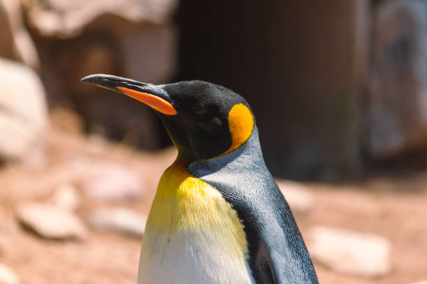 porträt eines königspinguins, aptenodytes patagonicus, in einer zucht- und erholungsstation im südatlantik. - antarctica penguin ice emperor stock-fotos und bilder