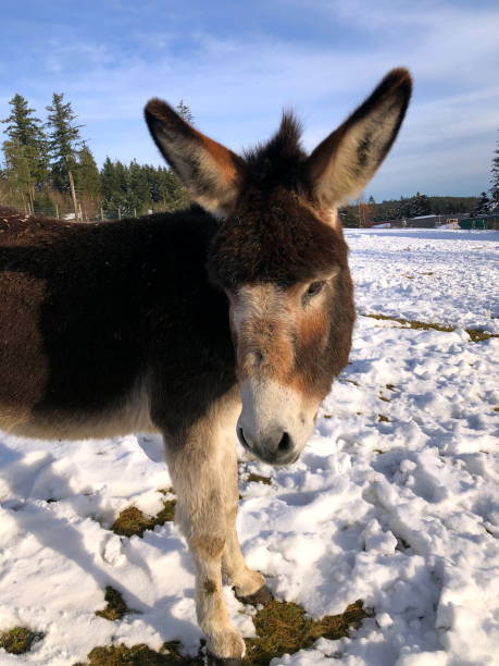 istock Vertical shot of donkey face on a snow-covered field 1301027900
