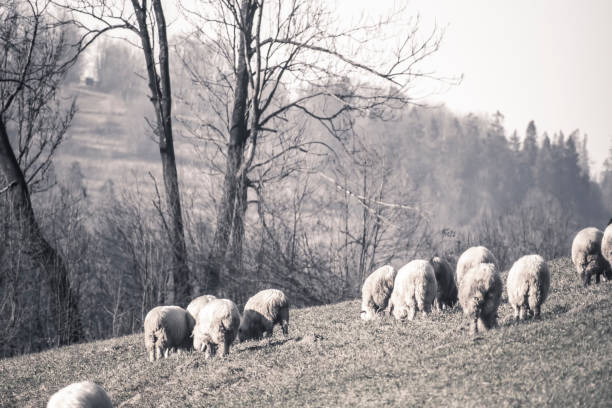 istock Sheep grazing on a hill, old picture effect 1301028973