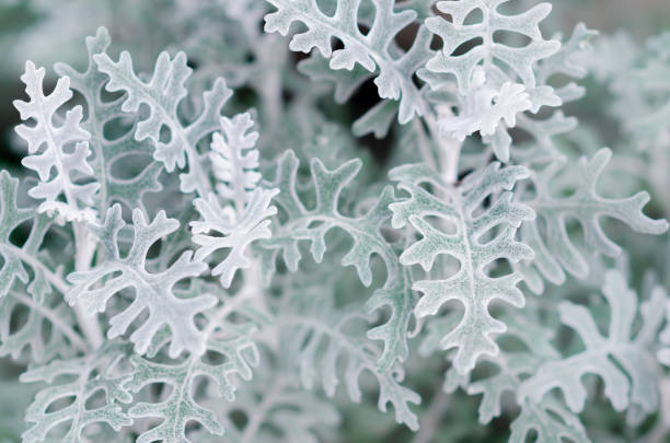 istock green leaves with blue hairs in selective focus 1301029140