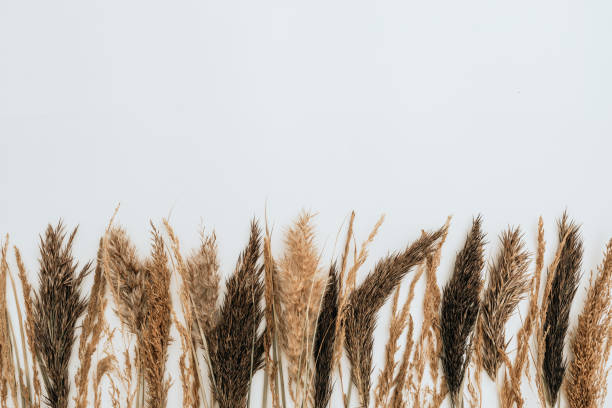 istock Reeds foliage branches bouquet on neutral white background. Flat lay, top view. Floral design. 1301029157