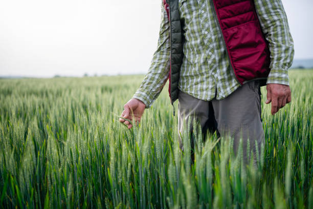 istock Senior farmer cheking quality of wheat. 1301030197