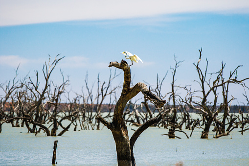 Stork bird sitting in a dead tree with clear blue sky background, outback Australia