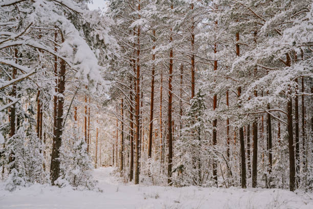 Forest sunlight sun flare snowy winter nature background heavy snow