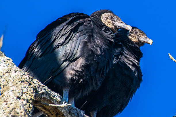 istock Pair of turkey vultures perched on tree branch 1301030373