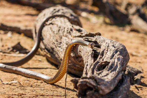 istock Tiger snake on dead tree log in Australia outback country 1301030429