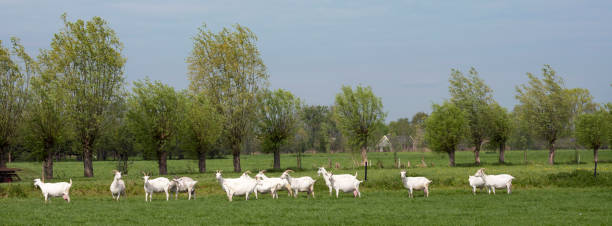 gruppe von weißen ziegen in grünen holländischen wiese in den niederlanden trinken wasser aus demkanal - goat willow stock-fotos und bilder