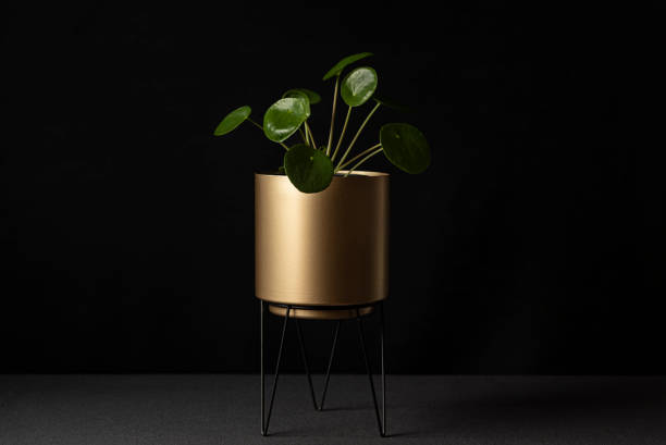 istock Pilea peperomioides plant in flower pot on black background 1301030582