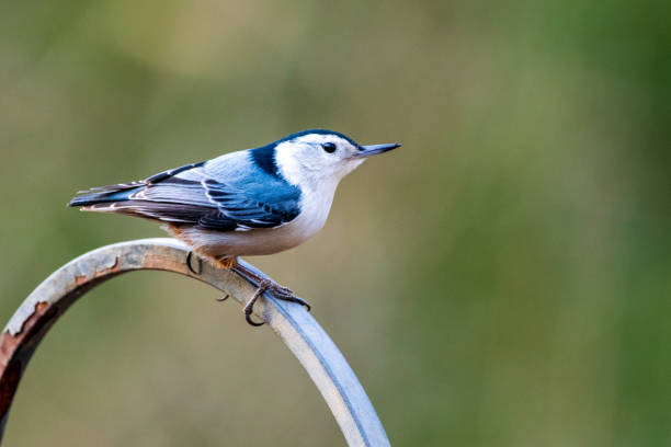 istock Portrait of white breasted nuthatch 1301030730