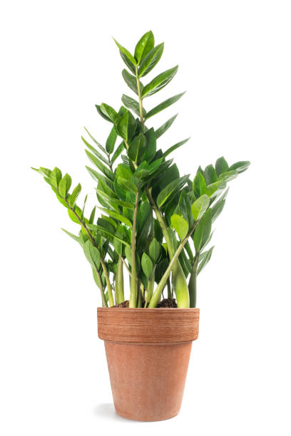 istock Zanzibar gem   plant in vase 1301030833