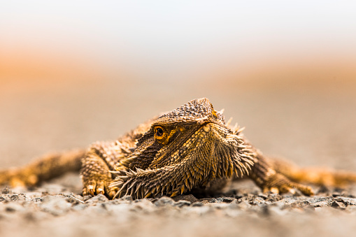 Close up of bearded dragon lizard reptile laying on road in outback australia