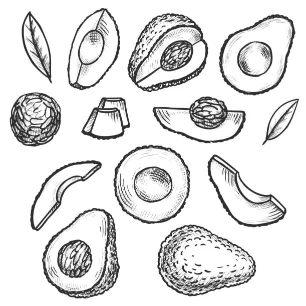 Vector illustration of Avocado Doodles Set