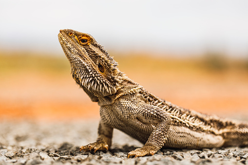 Close up of bearded dragon lizard reptile laying on road in outback australia