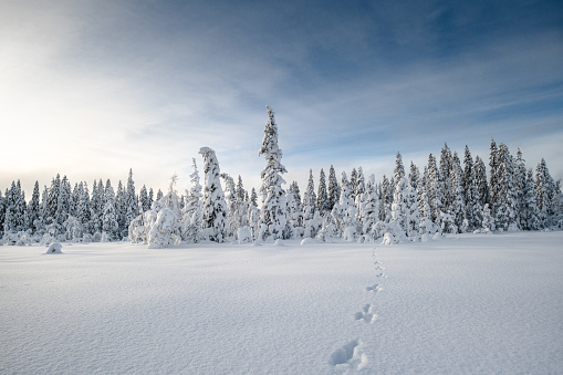 View of hare tracks leading into snowy forest in Norway.
