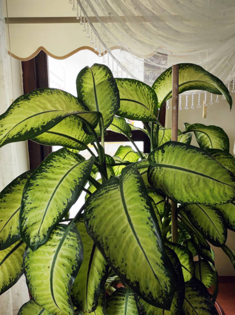 istock Dieffenbachia flower with poison for children and babies 1301031321