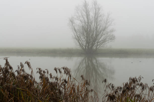 River Great Ouse in flood River Great Ouse in flood at Huntingdon. It is a frosty, foggy day with mist hanging over the river. ouse river photos stock pictures, royalty-free photos & images