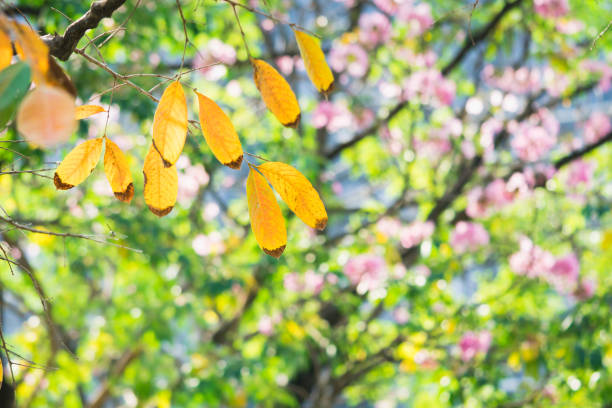 Abstract nature view of dry leaf on pink flower background using as fresh ecology concept