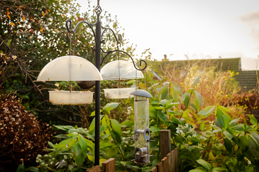 Bird feeding station in a green garden