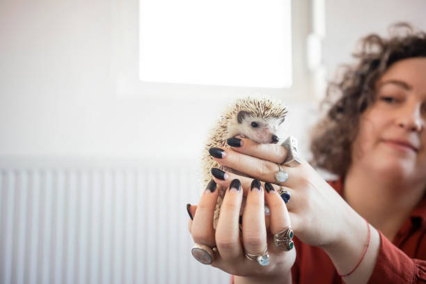 istock Woman holding her pet hedgehog 1301032887