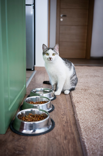 Domestic cat sitting next to food bowl at home