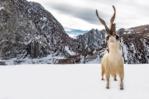 Wild mountain goat on the snow