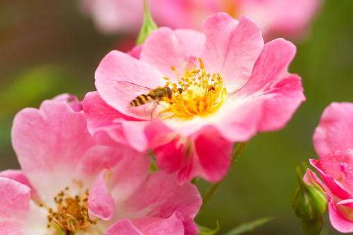 Close-up of beautiful wild rose bush