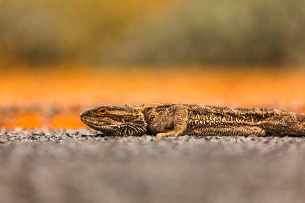 Bearded dragon lizard reptile laying on road in outback australia