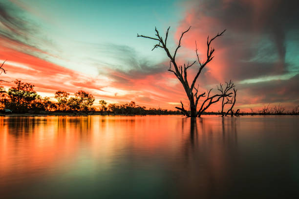 メニンディー湖、アウトバックオーストラリアのカラフルな明るい夕日を持つ湖の枯れ木 - great flood ストックフォトと画像
