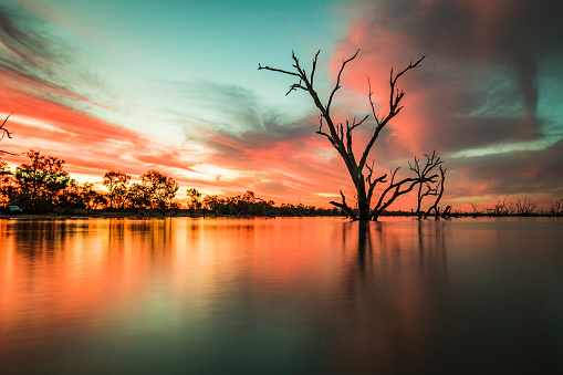 Dead trees in lake with colourful bright sunset in lake Menindee, outback Australia