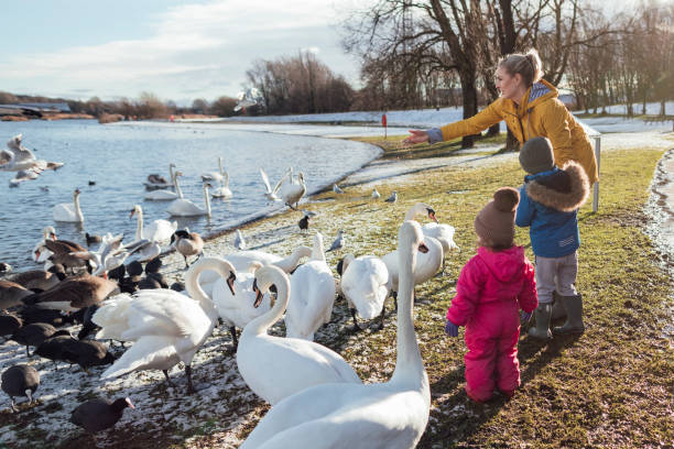 istock Family Feeding the Swans 1301033950