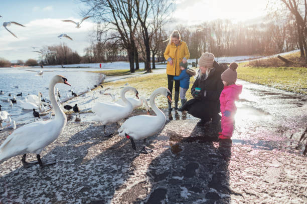 istock Feeding the Swans in the Park 1301033978
