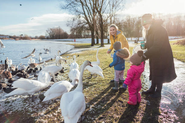 istock Fun Feeding the Swans in the Park 1301033980