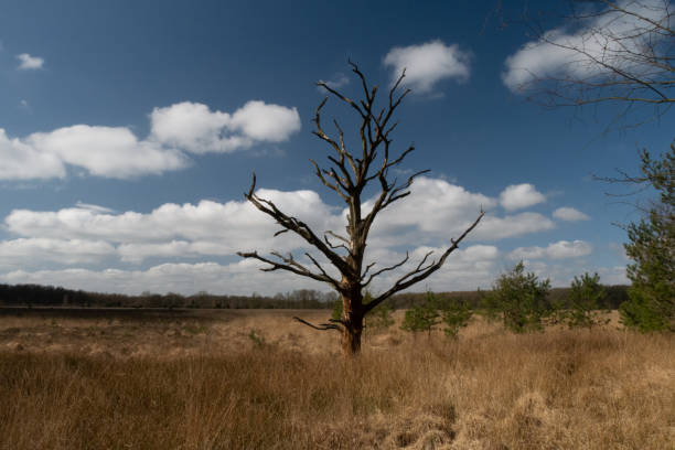 tree in the middle of nowhere Tree, Free standing Birch on heather. Dutch heather, Veluwe is covered with moor-grass because of climate change. Standing alone in the sun. molinia caerulea stock pictures, royalty-free photos & images