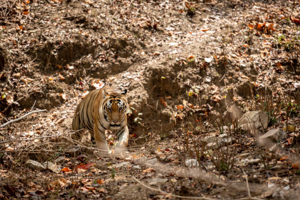 tigre mâle sauvage de bengale marchant tête sur pour le marquage de territoire pendant le safari extérieur de jungle au parc national de kanha ou à la réserve de tigre madhya pradesh inde - tigre de panthera - mascular photos et images de collection