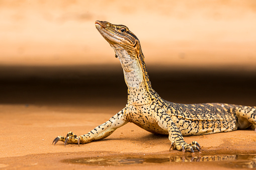 Close up of lace monitor lizard laying on red sand dirt drinking from a pool of water in outback australia