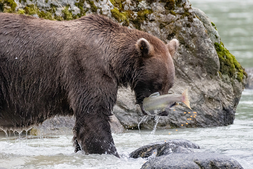 Spawning fish releases eggs into air as fish is caught by brown bear