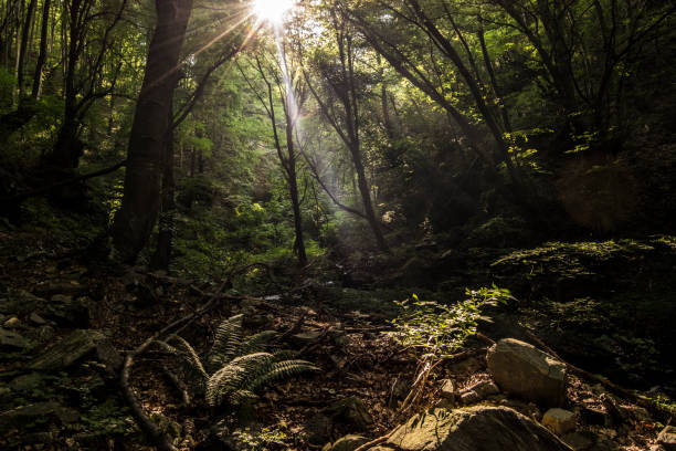 Deep into the forest, the sun shining down on a summer day.