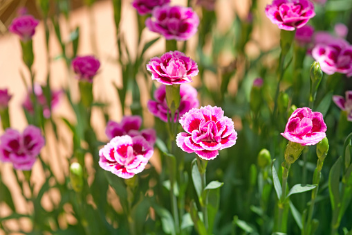 Close-up of pink-colored Carnation