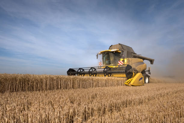 istock A combine harvester during wheat harvests 1301036008