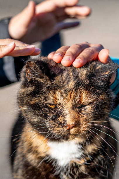 istock Hand caressing cat. One tabby cat. Lausanne, Switzerland. 1301037019