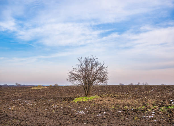 istock Lonely leafless bare tree on the field at sunset or sunrise 1301037587