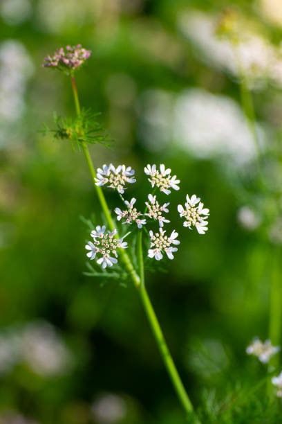 istock Coriander flowers in the garden 1301038752