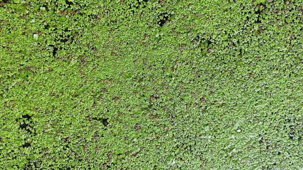 istock Natural green texture. Lemna perpusilla Torrey. Texture from Common Duckweed 1301038820