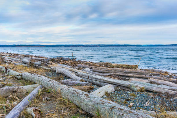 Driftwood lines the shore in Port Townsend, Washington.