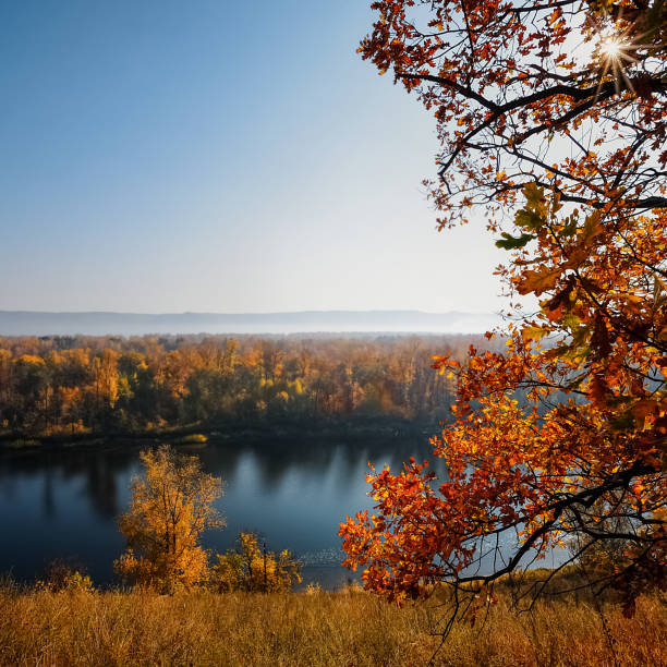 beautiful autumn maple leaves. autumn forest landscape. fall time season background. copy space