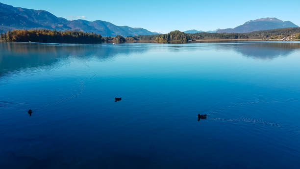 faakersee - three ducks drifting on the calm surface of the faaker lake in austrian alps. the lake is surrounded by high mountains - julian alps mountain lake reflection imagens e fotografias de stock